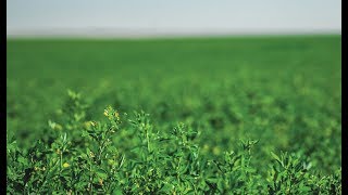 Preparing the Soil and Field for Alfalfa Hay [upl. by Claudie763]