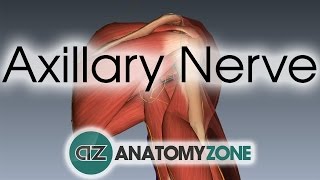 Axillary Nerve  3D Anatomy Tutorial [upl. by Ballard]