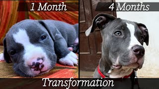 American Pitbull Terrier X American Bully Mix Breed Dog 4 Months Transformation [upl. by Atiuqrahs]