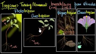 Tropism Types positive amp negative  Control amp Coordination  Biology  Khan Academy [upl. by Mulry]