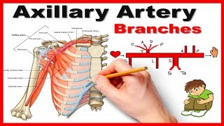 Axillary Artery Branches Mnemonic series  12 [upl. by Aiehtela]