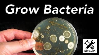 How to Grow Bacteria [upl. by Chemaram]