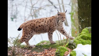 Wild Italy  I grandi predatori Italiani Documentario [upl. by Ravaj465]