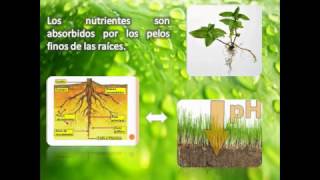 Los Nutrientes en las Plantas [upl. by Warder]