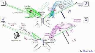 Anatomy of the inguinal region simplified [upl. by Danuloff]