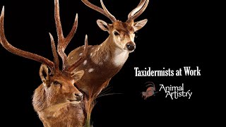 Animal Artistry  Taxidermists at Work [upl. by Pinsky]