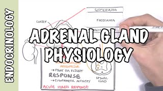 Endocrinology  Adrenal Gland Hormones [upl. by Ramsa]