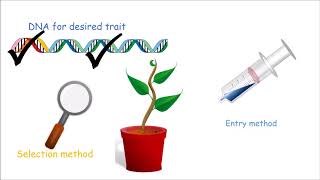 How to Make a Genetically Modified Plant [upl. by Dnomaj688]