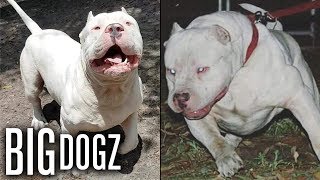 Meet ‘Frozen’ the 130lbs ‘Polar Bear’ Pitbull  BIG DOGZ [upl. by Main979]