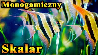 Monogamiczny 🐠SKALAR i Cykl Jego Życia [upl. by Adoh]