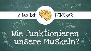 Wie funktioniert ein Muskel [upl. by Olegnalehcim760]