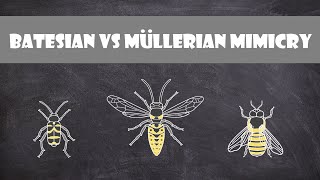 Batesian vs Mullerian Mimicry  Animal Behaviour [upl. by Auqenahc172]