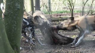 E01  Inside Yorkshire Wildlife Park Coronavirus Lockdown [upl. by Scully]