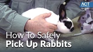 How to Pick Up Rabbits [upl. by Ahsimaj42]