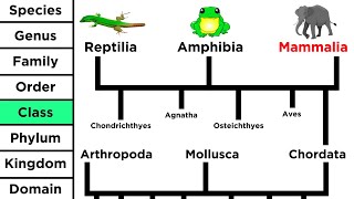 Phylogeny and the Tree of Life [upl. by Aihk]