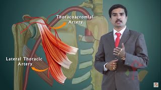 AXILLARY ARTERY ANATOMY ANIMATED LECTURE [upl. by Nomma66]