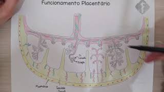 URGÊNCIAS OBSTÉTRICAS Descolamento Prematuro de Placenta [upl. by Nnayllehs]