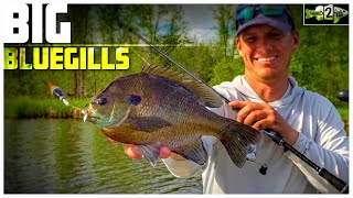 Bluegill Fishing Tips with Bobbers and Plastic Lures [upl. by Lehman185]