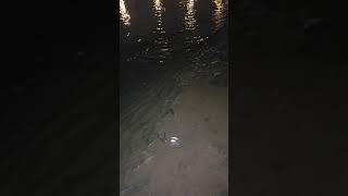 Grunion Run at Coronado in San Diego Bay [upl. by Ahcmis]