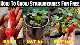 How To Grow Strawberries From Seed  SEED TO HARVEST [upl. by Enelear]