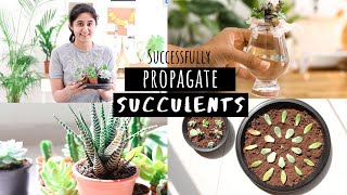 How to Successfully Propagate Succulents  Garden Up [upl. by Swee]