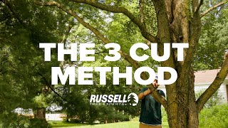 How to Prune a Tree Using the 3 Cut Method [upl. by Merton24]