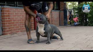 Top Show American Bully Pocket Semn Bloodline Big Dogs Romania Kennel [upl. by Calabresi]