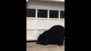 Bear opens garage in New Jersey and eats garbage [upl. by Arec]