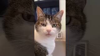 Funny cats 🤣😂 episode 99 [upl. by Tniassuot]