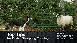 Top Tips for Sheepdog Training Part 1 Remember the Dogs Hunting [upl. by Otxilac]