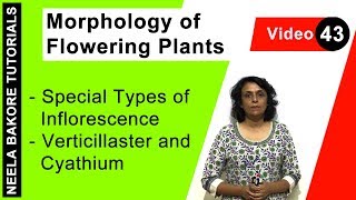 Morphology of Flowering Plants  NEET  Special Types of Inflorescence  Verticillaster and Cyathium [upl. by Arimak]