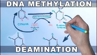 DNA Methylation [upl. by Adnaw396]