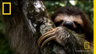 Sloth Sleep Study  National Geographic [upl. by Kaitlyn422]