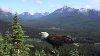 FLY LIKE AN EAGLE Native American Song [upl. by Ylliw]