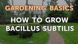 How to Grow Bacillus Subtilis [upl. by Hose890]