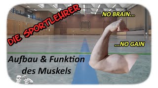 Aufbau amp Funktion des Muskels [upl. by Pierrette970]