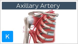 Axillary Artery  Location amp Branches  Human Anatomy  Kenhub [upl. by Nemracledairam559]