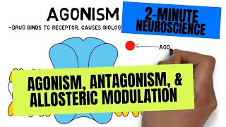 2Minute Neuroscience Agonism Antagonism amp Allosteric Modulation [upl. by Ahrendt]