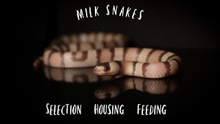 Milk Snake Care and Maintenance [upl. by Kubetz363]