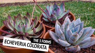 The different forms of Echeveria colorata  Cerriscapedia [upl. by Kilby]