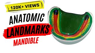 Anatomic landmarks in the mandible [upl. by Rraval829]