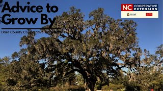 Advice to Grow By  Live Oak Trees  May 7 2021 [upl. by Yesnik]