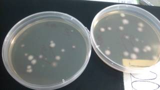 Colony of Bacillus Subtilis in B media [upl. by Odnalref985]