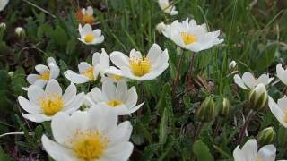 Dryas octopetala 1mp4 [upl. by Arvin]