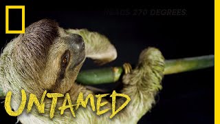 Happy Sloth Day Celebrate with These Slow Movers  Untamed [upl. by Ilarrold629]