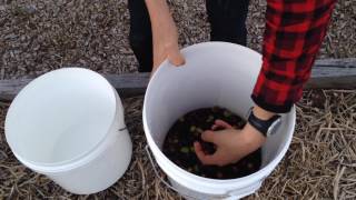 Easy Method to Brine Olives [upl. by Sulienroc12]