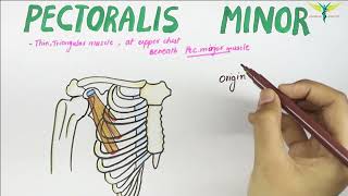 Pectoralis Minor  Muscle  Origin  Insertion  Nerve supply  Action [upl. by Finegan]