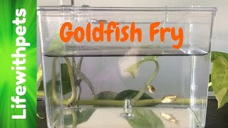 Goldfish Fry From Birth to 4 weeks [upl. by Sadirah]