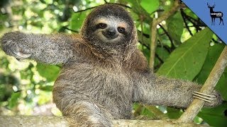 8 Reasons To Love Sloths Even More [upl. by Ardnekan]