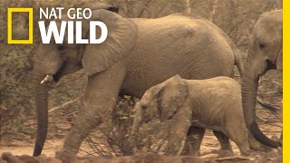 Amazing Animal Migrations by Land Air and Sea  Nat Geo Wild [upl. by Ahsinnek696]